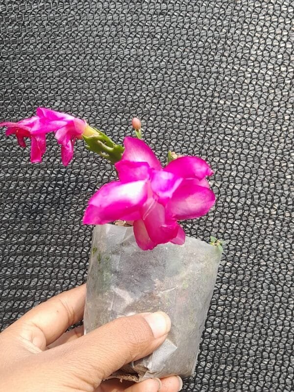 Image of Magenta Christmas Cactus