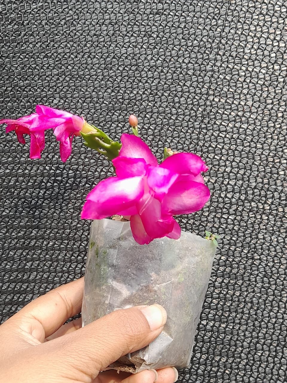Image of Magenta Christmas Cactus