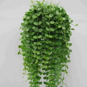 Image of Hoya Dischidia Plant