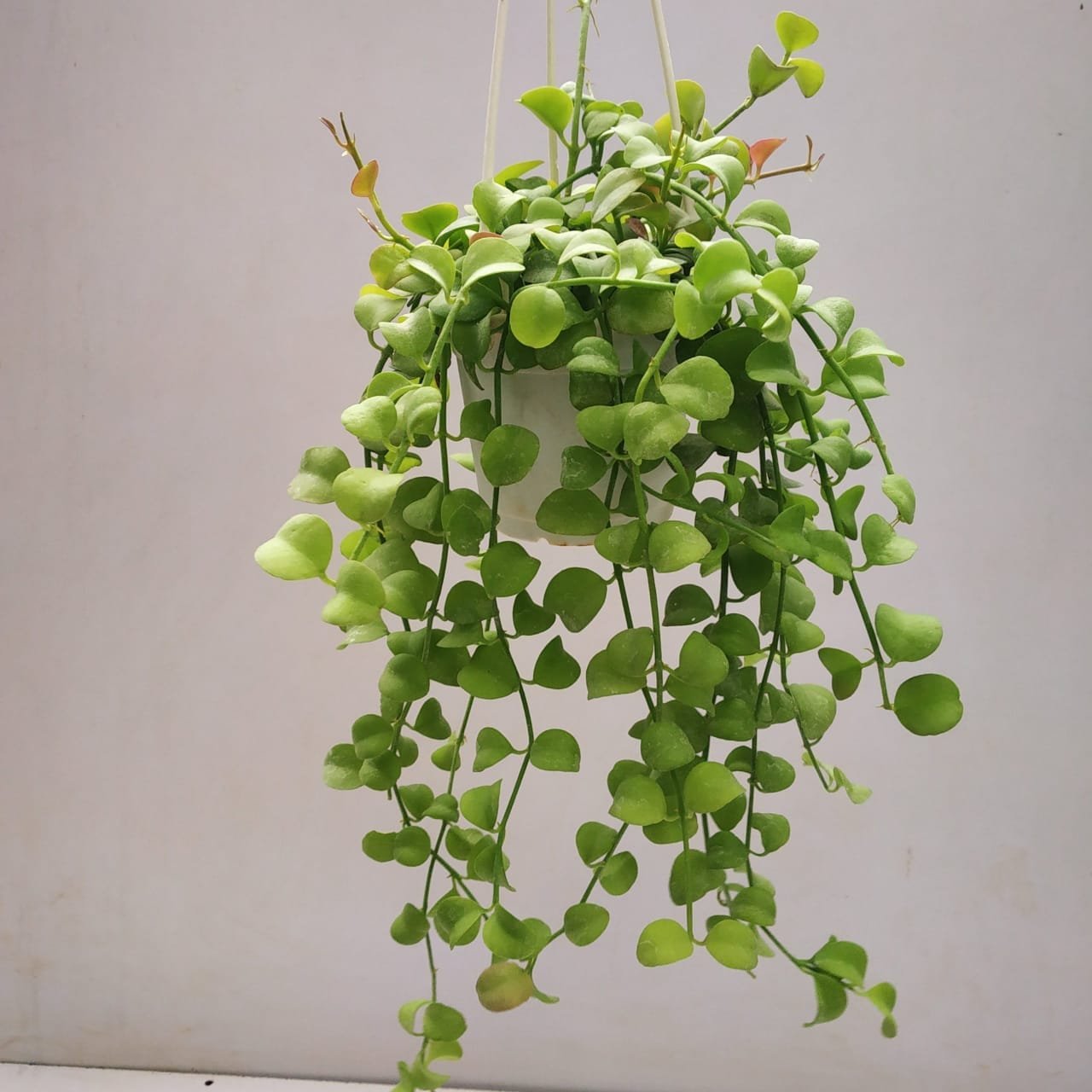 Image of Hoya Dischidia Plant