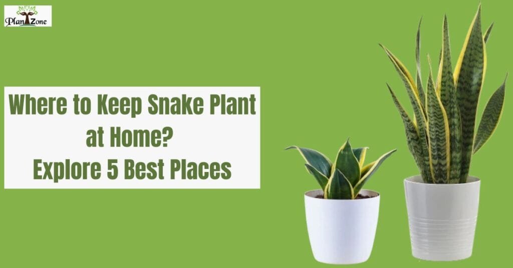 Where to Keep Snake Plant at Home? Explore 5 Best Places