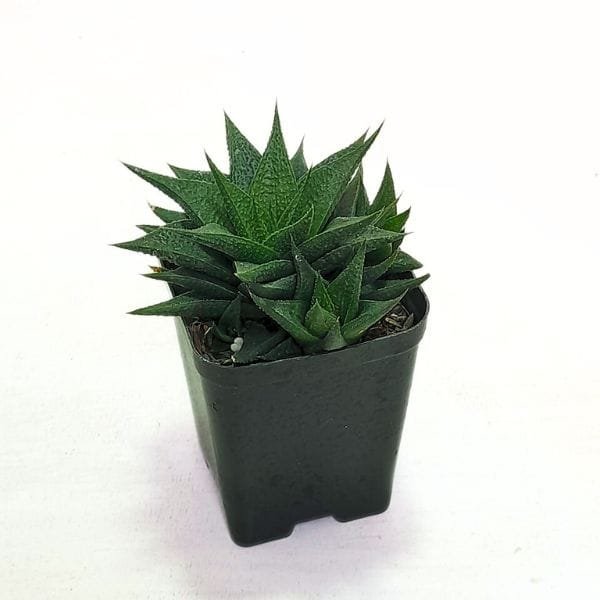 Image of Haworthia Lotusiana