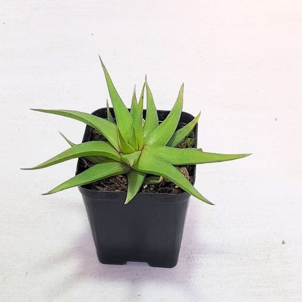 Image of Haworthia Limifolia var. Ubomboensis