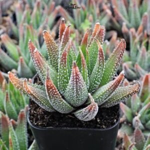 Image of Haworthia concolor