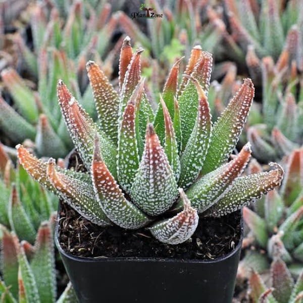 Image of Haworthia concolor