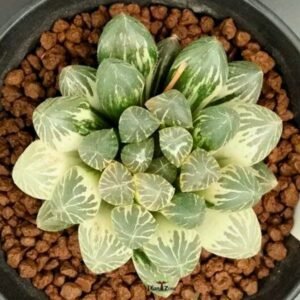 Image of Haworthia Cooperi Var. Pilifera