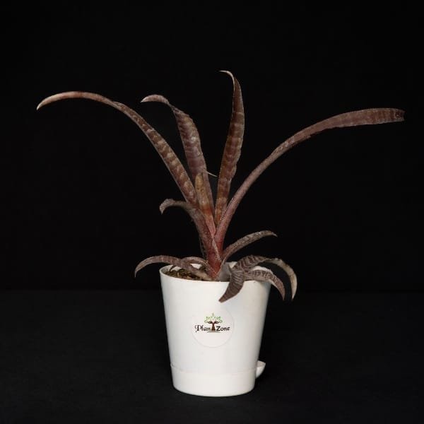 Image of Earth star Fosterianus indoor plant
