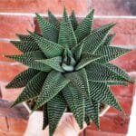 Image of Haworthia spider