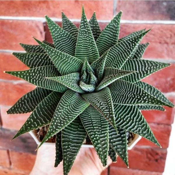 Image of Haworthia spider