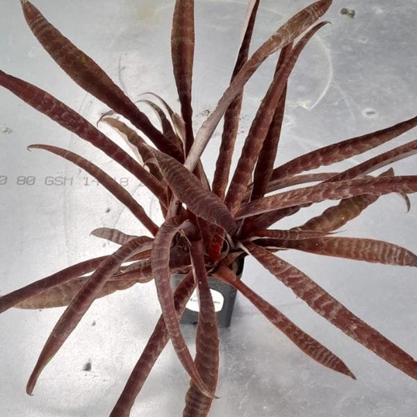 Image of Image of Earth star Fosterianus indoor plant