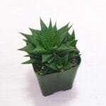 Image of Haworthia Lotusiana