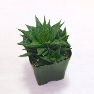 Image of Haworthia Lotusiana