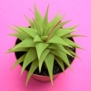 Image of Haworthia Limifolia var. Ubomboensis