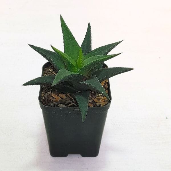 Image of Haworthia Black Dragon