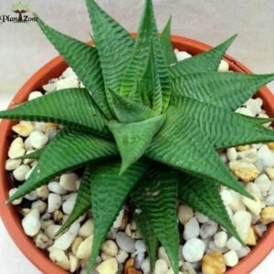 Image ofHaworthia spider