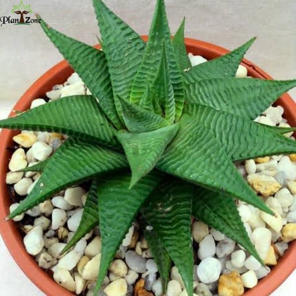 Image ofHaworthia spider