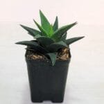 Haworthia Black dragon