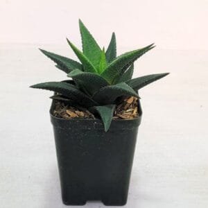 Image of Haworthia Black Dragon