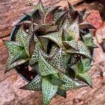 Image of Haworthia Tessellata Alligator