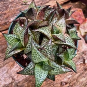 Image of Haworthia Tessellata Alligator