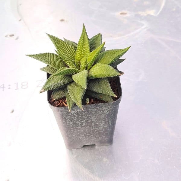 a green plant in a pote of Haworthia spider