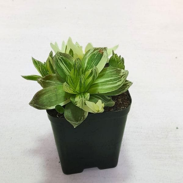 Image of Haworthia panifolia variegated