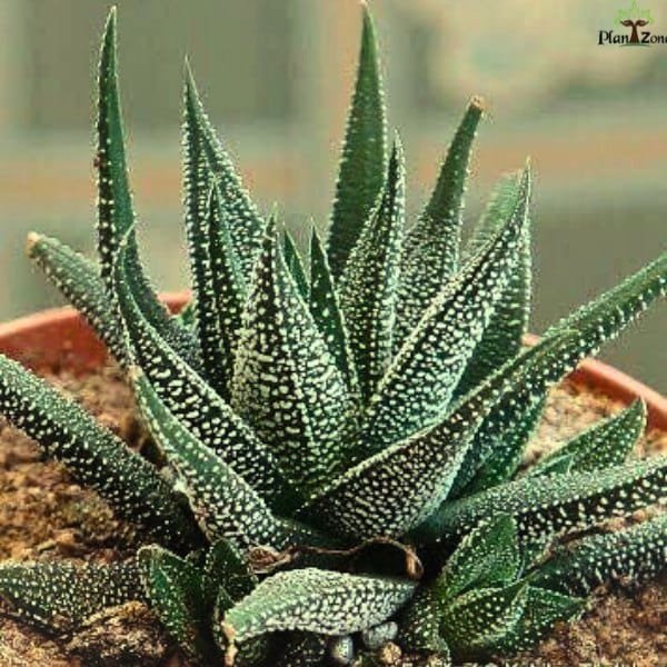 Image of Haworthia concolor