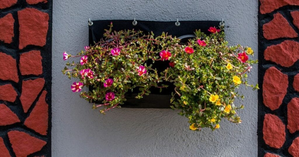 All Season Flower Plants - Portulaca