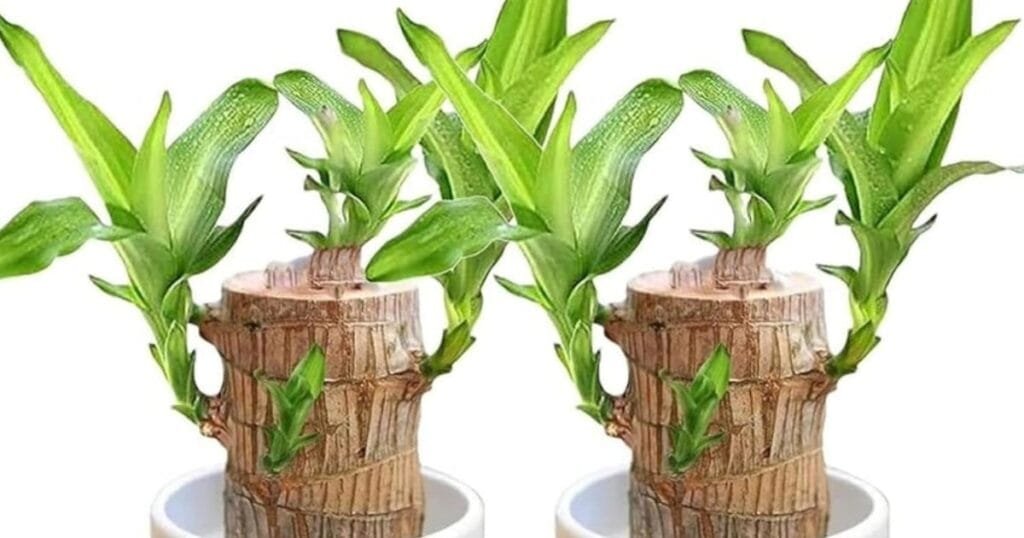 Brazilian Lucky Wood Plant
