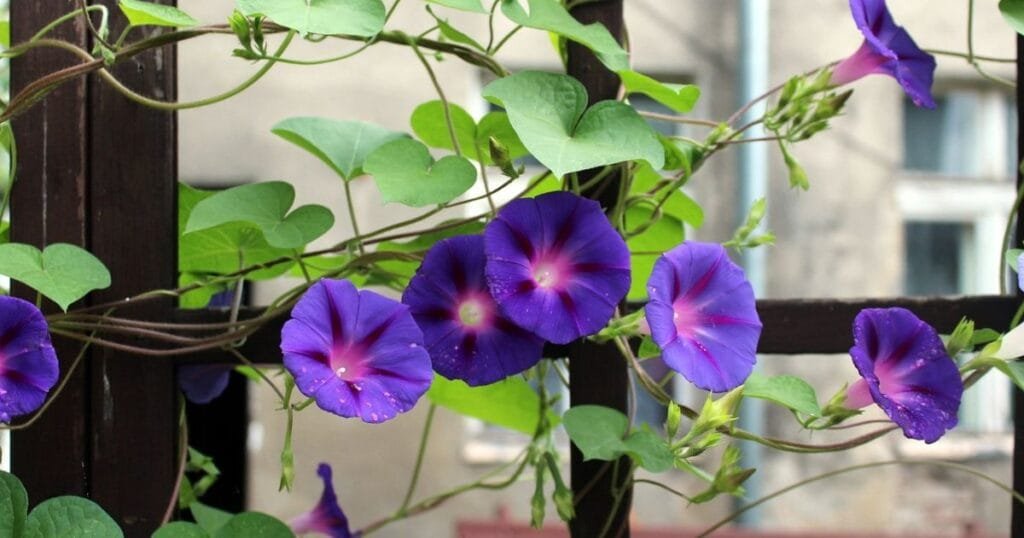reeper flowering plant in balcony setup
