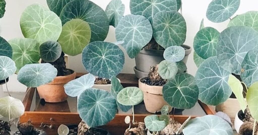 Stephania Plant
