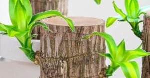 Lucky Brazilian Wood