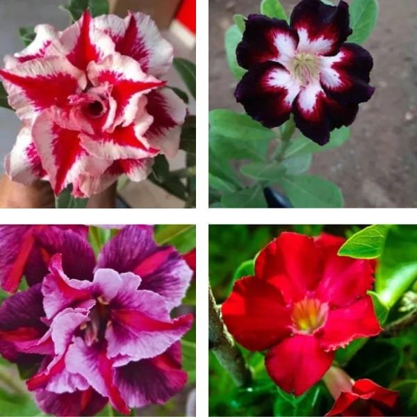 Image of Plantzone Adenium Symphony