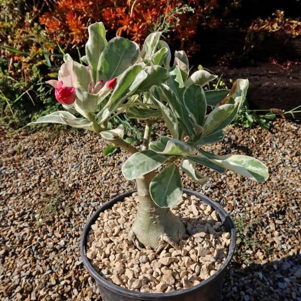 Image of Adenium King Variegated
