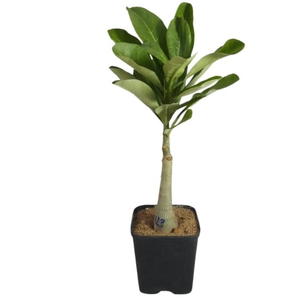 Adenium Purple Flowering Plant - Image 2