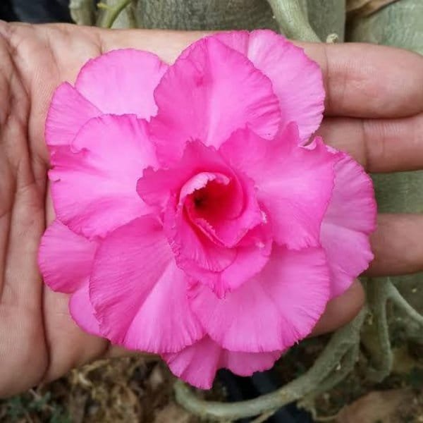 Image of Adenium Hussade Pink