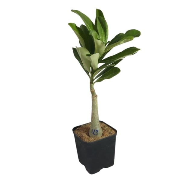 Ultimates Adenium Combo | Plantzone - Image 11