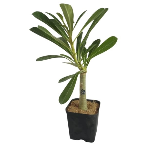 Ultimates Adenium Combo | Plantzone - Image 12