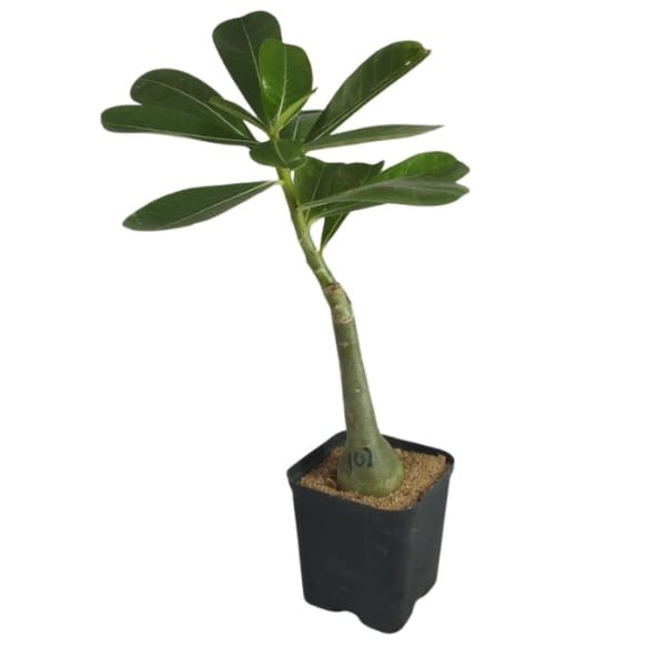 Adenium Sexy Stripe - Image 4