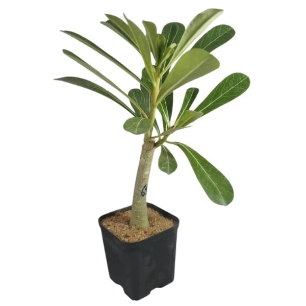 Adenium Hussade Pink - Image 3
