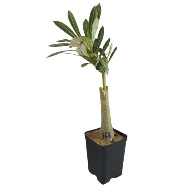 Ultimates Adenium Combo | Plantzone - Image 8