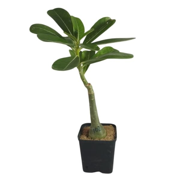 Adenium Yellow Success - Image 3