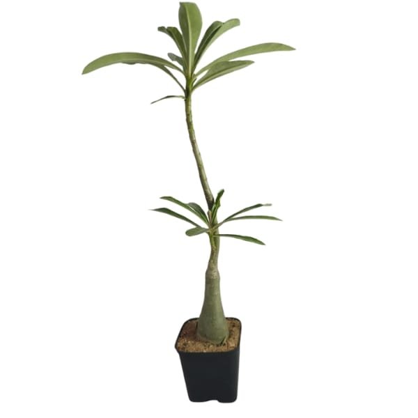 Adenium Miss Mosco - Image 5