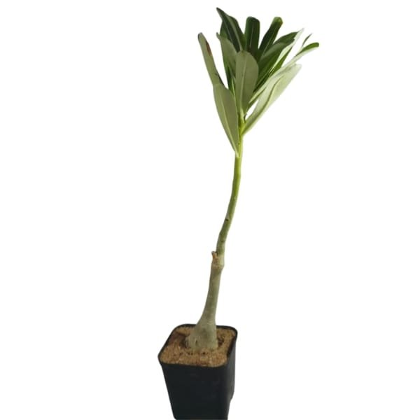 Ultimates Adenium Combo | Plantzone - Image 5