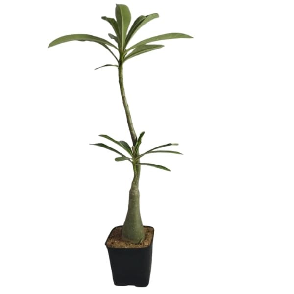 Ultimates Adenium Combo | Plantzone - Image 2