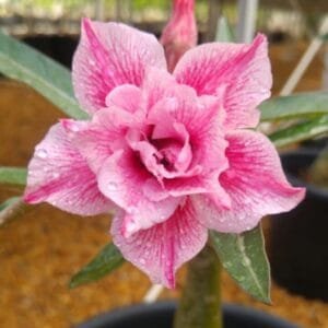 Image of Adenium Country Rose