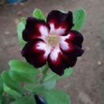 Adenium Black Swan