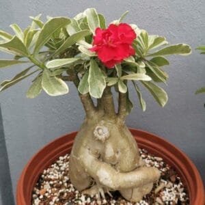 Image of Adenium King Variegated