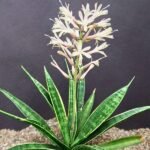 Sansevieria Parva | plantzone