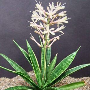 Image of Sansevieria Parva